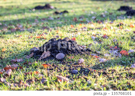 Fresh Molehill On Green Lawn Showing Underground Wildlife Activity 135708101