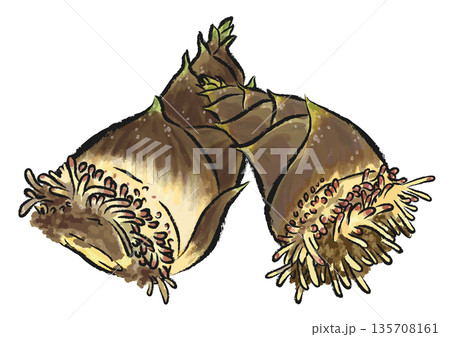 掘りたてで根がついたままの、新鮮なたけのこ2本　手描き筆タッチのイラスト　 135708161