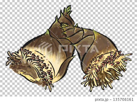 掘りたてで根がついたままの、新鮮なたけのこ2本　手描き筆タッチのイラスト　 135708161