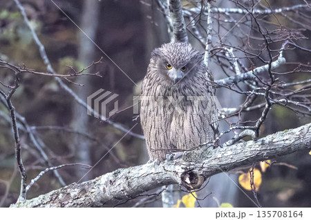 鋭い目つきのシマフクロウ 135708164