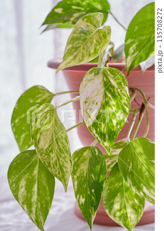 ポトス　窓際 135708272