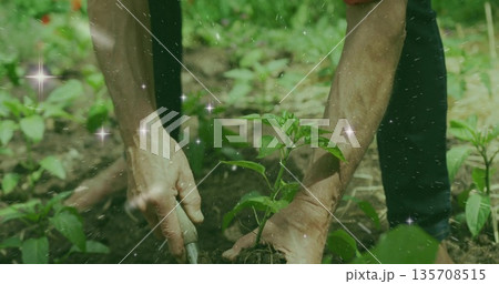 Gripping trowel with bare hands and placing seedling into dark soil in garden bed, with foliage 135708515