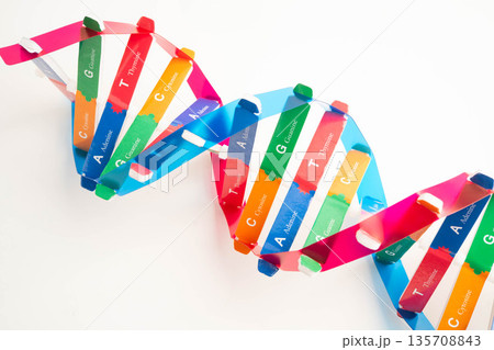 DNA molecule spiral structure model isolated on white background, chromosome and gene chemical science biology. DNA molecule spiral structure model isolated on white background, chromosome and gene chemical science biology. 135708843