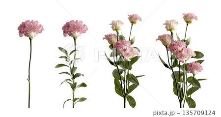 Carnation flower set with pink petal bloom, tender delicate beauty, stems and branchs, leaf greenery Carnation flower set with pink petal bloom, tender delicate beauty, stems and branchs, leaf greenery 135709124