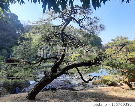 松の木のある風景 松の木のある風景 135709350