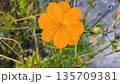 鮮やかなオレンジ色の花 135709381