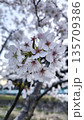 川辺に咲く桜の花 135709386