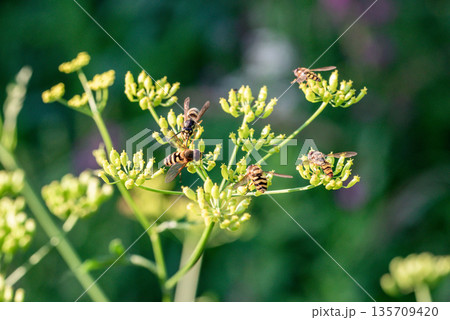 A group of insects on a flowering plant in soft natural light. Slender stems and delicate inflorescences. Macro photography of striped insects on the plant's green inflorescences. A group of insects on a flowering plant in soft natural light. Slender stems and delicate inflorescences. Macro photography of striped insects on the plant's green inflorescences. 135709420