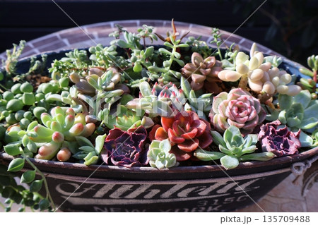 多肉植物の寄せ植え 多肉植物の寄せ植え 135709488