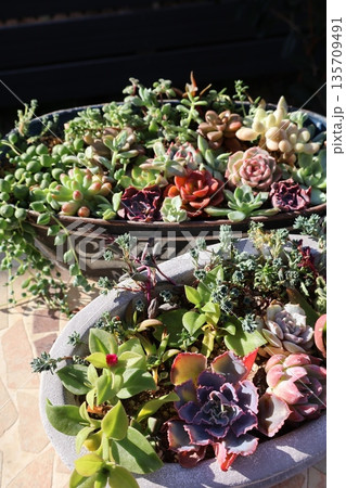 多肉植物の寄せ植え&寄せ鉢 多肉植物の寄せ植え&寄せ鉢 135709491