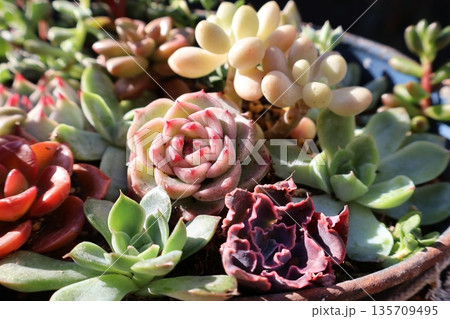多肉植物の寄せ植え 多肉植物の寄せ植え 135709495