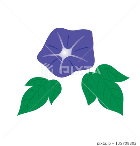 朝顔 イラスト 朝顔 イラスト 135709802