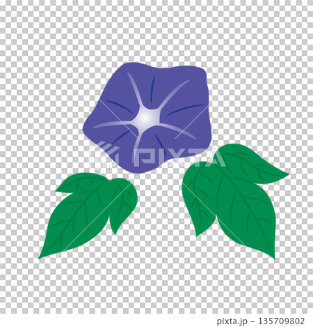 牽牛花例證 135709802