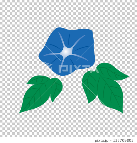 Morning glory illustration Morning glory illustration 135709803