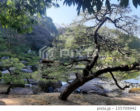 庭園の綺麗な景色　日本庭園 135709942