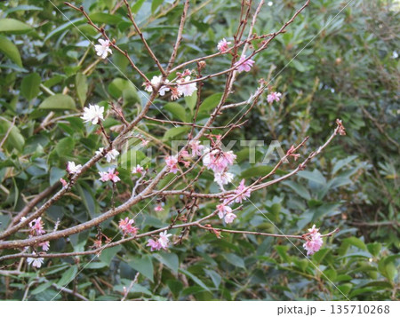 十月桜の白い花 135710268