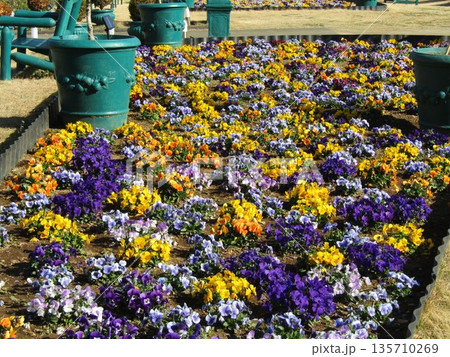 花の美術館前庭のビオラの花 135710269