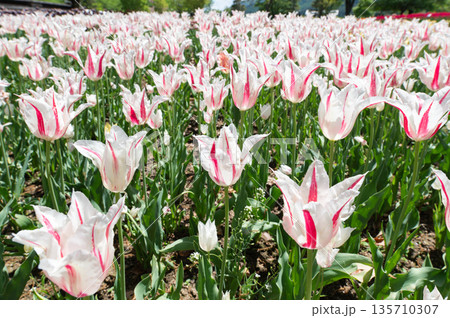 長野県安曇野市　国営アルプスあづみの公園に咲く赤と白の絞り模様が美しいチューリップ 135710307