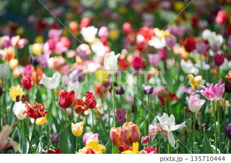 長野県安曇野市 春の陽射しに透ける鮮やかな赤いチューリップ畑 長野県安曇野市 春の陽射しに透ける鮮やかな赤いチューリップ畑 135710444