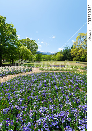長野県安曇野市　国営アルプスあづみの公園　新緑と北アルプスを望む春のフラワーガーデンとビオラの花畑 135710580