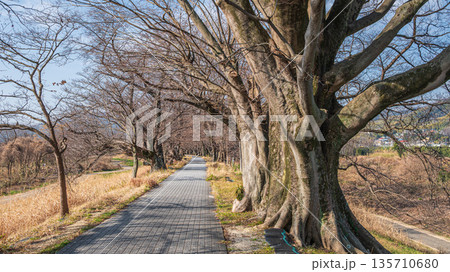 背割り堤のエノキの大木　京都府八幡市 135710680