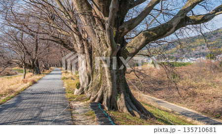 背割り堤エノキの大木　京都府八幡市 135710681