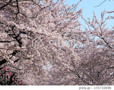 青空に映える満開の桜並木 富山・朝日町 舟川べり(春の風景) 青空に映える満開の桜並木 富山・朝日町 舟川べり(春の風景) 135710696