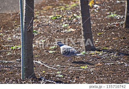 キジバト（雉鳩） 135710742