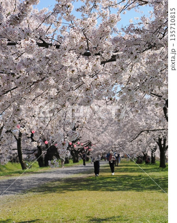 桜並木の並木道 富山県朝日町 舟川べり(春の四重奏) 桜並木の並木道 富山県朝日町 舟川べり(春の四重奏) 135710815