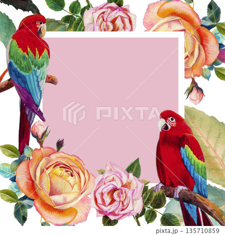 Painting watercolor tropical Macaw bird, mockup illustration. Painting watercolor tropical Macaw bird, mockup illustration. 135710859