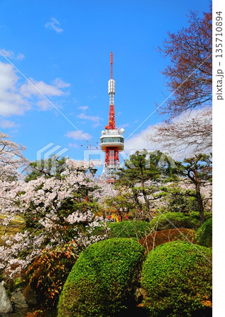 桜満開の八幡山公園と宇都宮タワー/栃木県宇都宮市 桜満開の八幡山公園と宇都宮タワー/栃木県宇都宮市 135710894