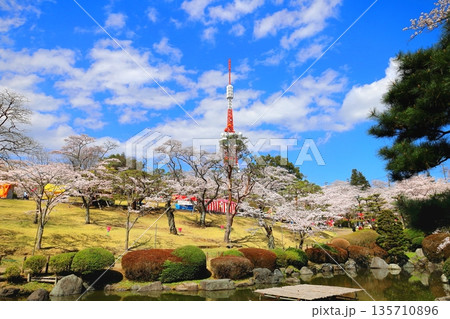 桜満開の八幡山公園と宇都宮タワー／栃木県宇都宮市 135710896