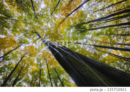 Autumn Beech Forest Canopy from Below 135710921