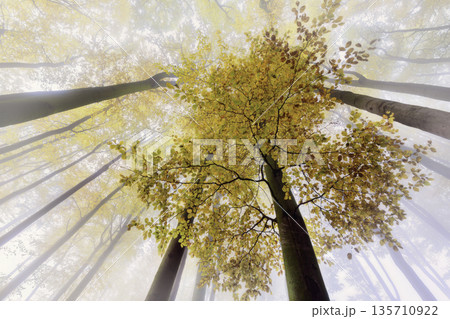 Golden Autumn Beech Canopy in Mist 135710922