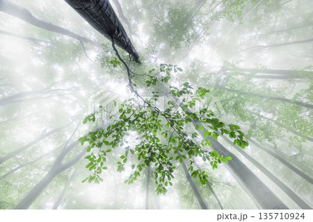 Green Beech Leaves in Misty Forest Canopy 135710924