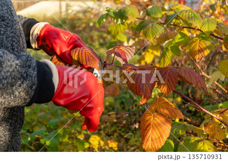 Person pruning autumn leaves with red gloves in garden Person pruning autumn leaves with red gloves in garden 135710931