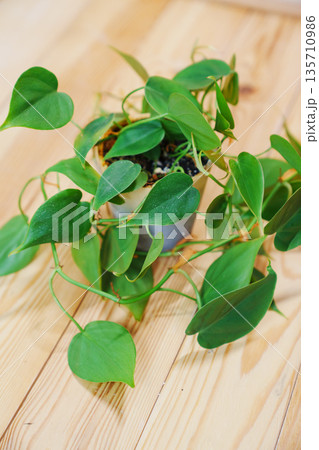 Filodendron scandals in a black pot on a wooden background. houseplant.  135710986