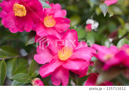 赤いサザンカの花 赤いサザンカの花 135711012