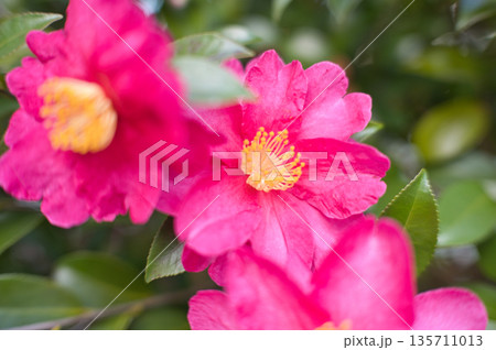 赤いサザンカの花 135711013