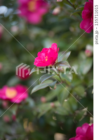 赤いサザンカの花 135711015