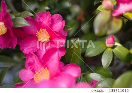 赤いサザンカの花 135711016