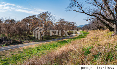 木津川河川敷冬景色　京都府八幡市背割堤 135711053