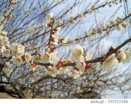 咲き始めた白梅の花 咲き始めた白梅の花 135711108