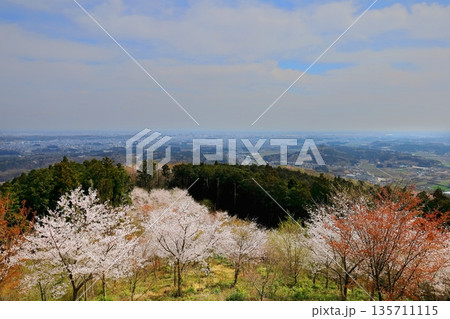 桜咲く多気城跡の御殿平から宇都宮を一望 桜咲く多気城跡の御殿平から宇都宮を一望 135711115