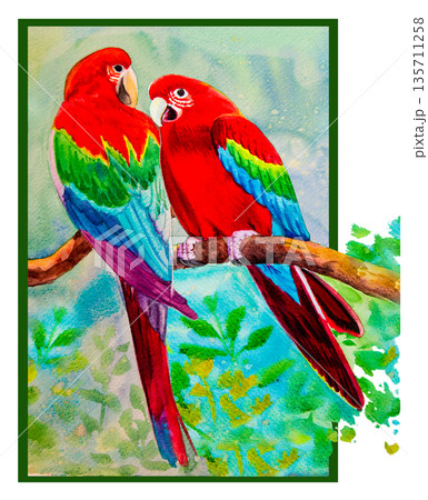 Macaw bird couple birds on a branch amidst beautiful nature. Macaw bird couple birds on a branch amidst beautiful nature. 135711258