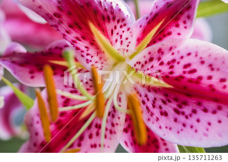 A blooming lily in court. Close-up of the lily inflorescence. Macro photography of flowers. Natural background. A blooming lily in court. Close-up of the lily inflorescence. Macro photography of flowers. Natural background. 135711263
