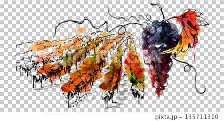 Hand drawn vineyard view of vine rows, autumn foliage, tendrils and ripening grapes. Watercolor and ink illustration isolated for gourmet food branding, wine events, Mediterranean lifestyle identity. 135711310