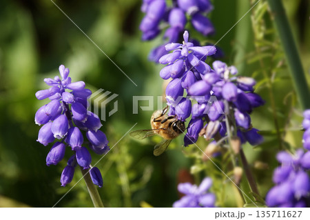 青紫色のムスカリの花の蜜を吸う小さなミツバチ 青紫色のムスカリの花の蜜を吸う小さなミツバチ 135711627