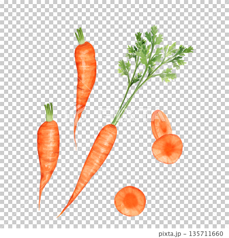 Hand drawn orange carrot set with green tops and copy space Hand drawn orange carrot set with green tops and copy space 135711660