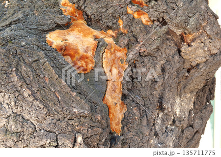 fungus on a tree trunk outdoor. Fungal disease. Close-up fungus on a tree trunk outdoor. Fungal disease. Close-up 135711775